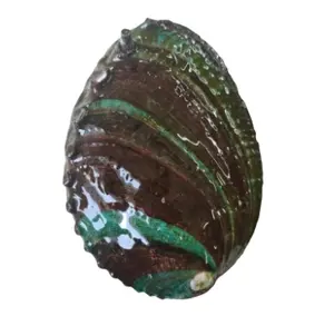 Factory Cheap Natural Chinese Beach Shells Various Sizes Abalone Natural Polished Abalone Craft Seashell Wholesale For Sale