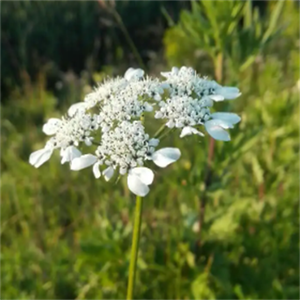 GMP standart yüksek kalite japon <span class=keywords><strong>Angelica</strong></span> kök gıda sınıfı özü davul bitki özü paketlenmiş vakum - Product Image 2