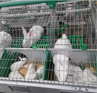 Cages Mère et Lapereaux Élevage Lapins Mères Cages Équipement Agricole