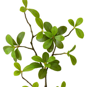 Fleur Artificielle Délicieuse, Pieris Japonica 45cm, PVC Souple Ignifuge, Plante Décorative d'Intérieur Verte - Product Image 5