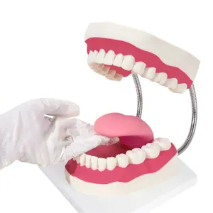 FRT0361 6X Увеличение, стоматологическая анатомическая модель, увеличенная модель ротового зуба человека, демонстрационная модель здоровья полости рта