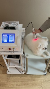 Arfurla Laser Terapi Manajemen Nyeri, Laser Terapi Dokter Hewan Kelas 4 Daya Tinggi - Product Image 3