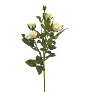 27 "DIAMANTE <span class=keywords><strong>FLORIBUNDA</strong></span> <span class=keywords><strong>ROSA</strong></span> FLOR SPRAY, 4F 1B[EF11054] - Product Image 6