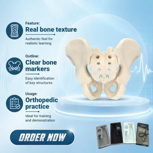 Modèle complet de bassin en mousse solide, spécimen pelvien humain simulé pour la formation en accouchement, en chirurgie orthopédique et en entraînement à la pratique. - Product Image 5