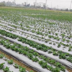 Pellicola agricola argento nero pacciamatura manuale Patio esterno copertura del terreno per la stuoia di erbaccia di plastica pacciamatura rotolo - Product Image 5