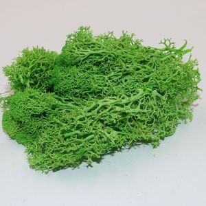 Panneau de mousse naturelle verte carrée en gros, carrelage décoratif pour bureau, lichen stabilisé et préservé, pour mur du 1er avril, 30x30cm - Product Image 6