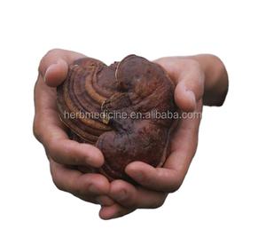 Оптовая продажа, различные высококачественные сушеные грибы <span class=keywords><strong>Ganoderma</strong></span> Lucid для продажи - Product Image 2