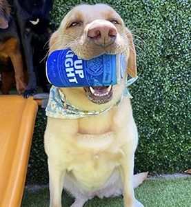 Jouets à mâcher couineurs personnalisés pour chiens - Peluches élastiques résistantes à la mastication en forme de chips et de canettes pour mâcheurs agressifs - Product Image 3
