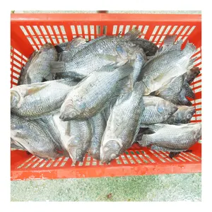 Spedizione veloce di Tilapia intero GGS pesce Tilapia congelato