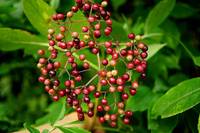 Fournisseur de l'extrait pur de fruits d'églantier, poudre naturelle d'églantier