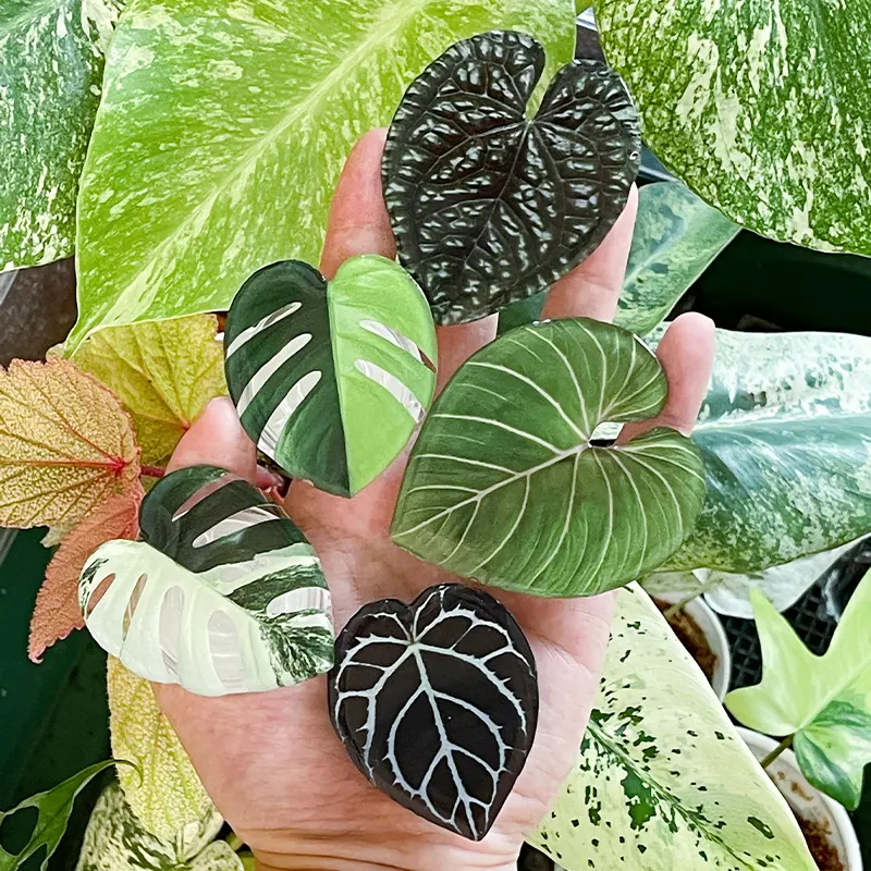 Popüler akrilik telefon soketi Griptok katlanabilir çıkarma cep telefon tutucu standı özelleştirilmiş telefon tutamağı bitki yaprak tasarımı