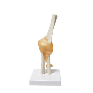 Modèle d'articulation du coude humain avec ligaments FRT030, modèle squelettique naturel de grande taille pour l'enseignement de la rééducation osseuse. - Product Image 2