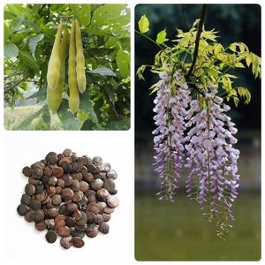 Semi <span class=keywords><strong>di</strong></span> Glicine - Tasso <span class=keywords><strong>di</strong></span> Germinazione Elevato (80%+) per Giardinaggio Domestico e Paesaggistica - Product Image 1