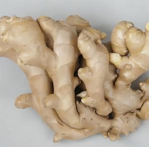 新鲜有机生姜 高品质新作物 山东省批发 保价保量 价格优惠 - Product Image 4