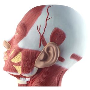 نموذج تشريحي لتشريح الوجه و الرقبة, نموذج تشريحي لتشريح الوجه و الرقبة و تحليل الشريان السباتي الخارجي من المصنع. - Product Image 4