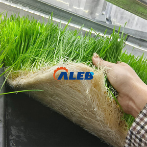 Ligne de production de germination facile à utiliser, bac de germination de céréales, grande capacité, machine à fourrage hydroponique - Product Image 6