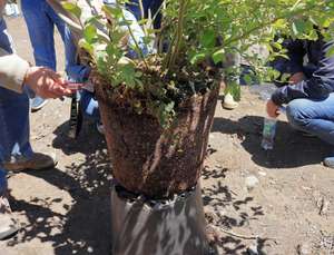 Macetas de plástico duraderas, de pierna larga, 25 <span class=keywords><strong>litros</strong></span>, <span class=keywords><strong>30</strong></span> <span class=keywords><strong>litros</strong></span> - Product Image 4