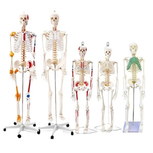 Modelo Anatómico <span class=keywords><strong>de</strong></span> Cuerpo Humano Completo <span class=keywords><strong>de</strong></span> 175 cm con 29 Partes, Vísceras y Músculos - Product Image 3