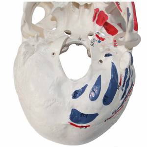 Modelo <span class=keywords><strong>de</strong></span> Cráneo Musculoso Pintado a Tamaño Real con Mandíbula Móvil, Suturas Claras, Herramienta <span class=keywords><strong>de</strong></span> Enseñanza <span class=keywords><strong>de</strong></span> Anatomía Médica para Entrenamiento Escolar - Product Image 5