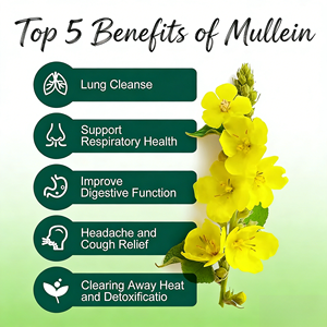 Thé de santé OEM à base de molène, de myrtille et de menthe, complément respiratoire à base de plantes, sachets de thé apaisants pour la gorge et la poitrine, boîte - Product Image 4