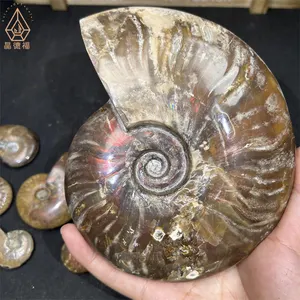 Kindfull Ammonite Fossils Healing Crystal Quartz Meditation Stones Ammonite Fossil For Collection