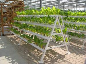 Serre industrielle <span class=keywords><strong>Culture</strong></span> intérieure sans sol Un cadre <span class=keywords><strong>Fraise</strong></span> <span class=keywords><strong>Hydroponique</strong></span> NFT PVC Système de <span class=keywords><strong>culture</strong></span> de tuyaux - Product Image 6