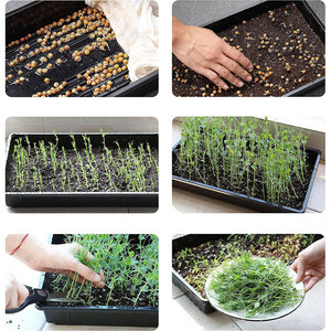 Hydroponic System Seed <strong>Tray</strong> Shallow 1.25" <strong>10x20</strong> 3cm at Home Microgreen <strong>Growing</strong> <strong>Tray</strong> - Product Image 3