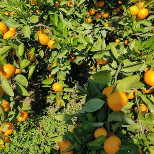 Bán Buôn Trung Quốc Cao Cấp Tươi Citrus Không Hạt Tangerine Lá Nhỏ Tangerine Mandarin - Product Image 3