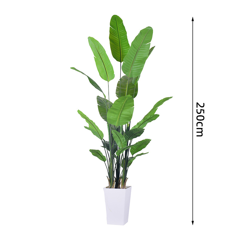 250cm