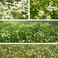 Fleurs de Camomille Séchées en Gros Nouvelle Récolte – Arôme Floral Doux et Apaisant, Séchage à Basse Température, Thé de Camomille Entière