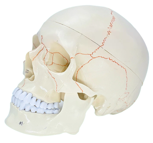 Modelo de cráneo humano de PVC con suturas y fijaciones craneales para anatomía neuroquirúrgica y entrenamiento escolar - Product Image 3