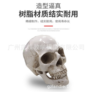Modelo de Cráneo Humano de Resina 1:1 para Pintar, Arte de Cráneo Humano, Músculos, Esqueleto, Anatomía, Bellas Artes - En Stock - Product Image 5