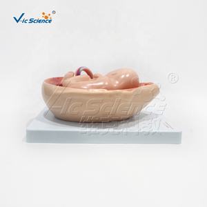 Modèle anatomique médical développement fœtal pendant la grossesse modèle de soulagement modèle d'éducation en sciences médicales - Product Image 5