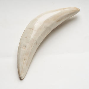 Adorno <span class=keywords><strong>de</strong></span> Resina <span class=keywords><strong>de</strong></span> Diente <span class=keywords><strong>de</strong></span> Gato con <span class=keywords><strong>Dientes</strong></span> <span class=keywords><strong>de</strong></span> Espada SKE55, Decoración Creativa para el Hogar, Artesanía Hecha a Mano para Exhibición en Estantes y Colección - Product Image 3