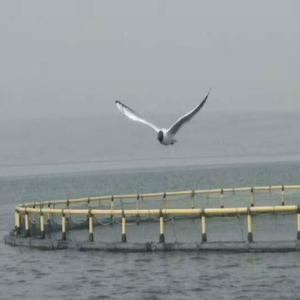 High Toughness HDPE Circular <b>Floating</b> Cage Anti-fouling Structure For Long Service Marine Farming - Product Image 3