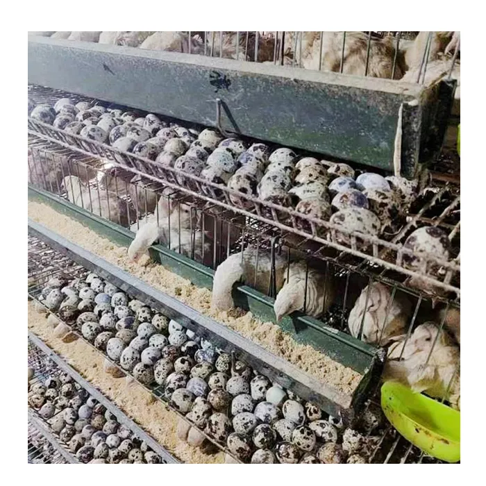 Professional Quail egg farming H type 300 quails /set Laying quail battery cages for sale