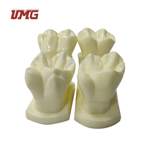 14 cái/bộ 6 lần mô hình răng kích thước tự nhiên - Product Image 4