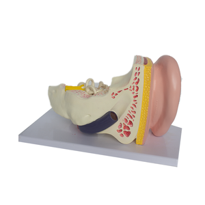 Venta al por mayor de <span class=keywords><strong>PET</strong></span>/PVC 3D modelo anatómico del oído humano para la educación y la formación en ciencias médicas - Product Image 2
