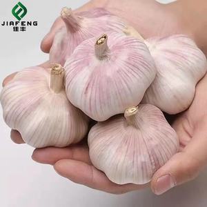 Semillas de <span class=keywords><strong>Ajo</strong></span> Frescas Orgánicas de Shandong con Piel Morada y Múltiples Capas - Product Image 4