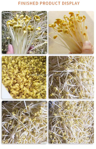 Máquina de germinación de semillas hidropónicas, el mejor precio, fabricación de forraje verde, sala de cría de ganzúa - Product Image 5