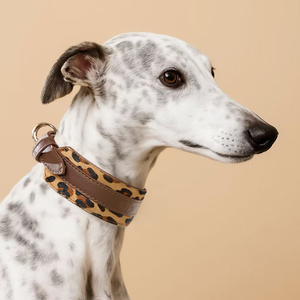 ปลอกคอสุนัขหนังแท้หรูหราปลอกคอสัตว์เลี้ยงปรับได้นุ่มและทนทานพร้อมหัวเข็มขัดโลหะพรีเมี่ยมสำหรับสุนัข - Product Image 3