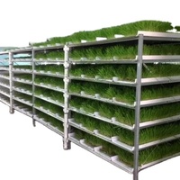 Machine de germination de fourrage hydroponique |   Salle de reproduction des graines d'orge vert |   Plantule de graminée