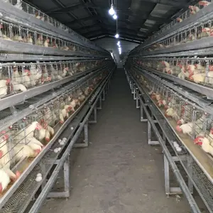 Hot Sale Automatic Poultry Equipment 4 Tier Chicken Layer Battery Cage Chicken