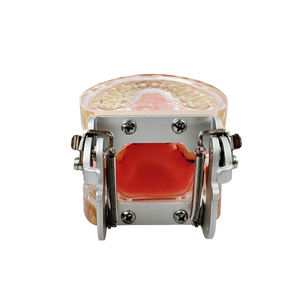 Model Gigi Resin Penyakit <span class=keywords><strong>Periodontal</strong></span> Model Gigi Anatomi untuk Mahasiswa Kedokteran Gigi Gusi Lunak Gigi Lepas Typodont Pasien - Product Image 5