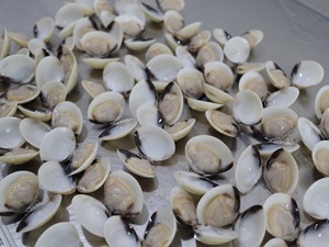 Đông lạnh nấu chín vỏ sò trắng trên cao cấp chất lượng động vật có vỏ sản phẩm - Product Image 3