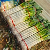 Chinois frais échalote printemps oignon 5 KG Carton frais poireau nouvelle récolte exportation vers le japon corée singapour