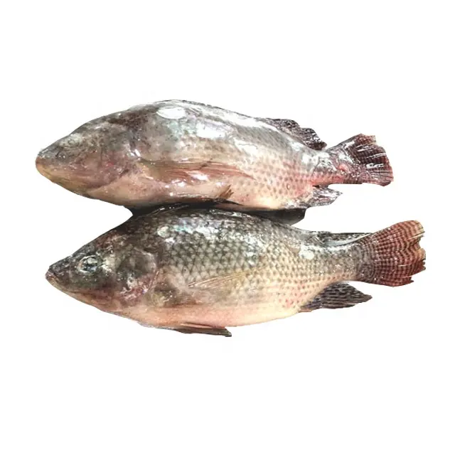 Sea Foods And Frozen Foods Fish Frozen Tilapia