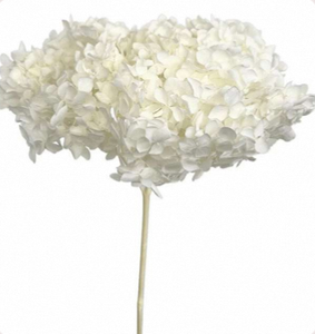 Fleur d'hortensia blanche stabilisée, tête florale naturelle séchée pour la décoration de mariages, de maisons et de fêtes - Product Image 1