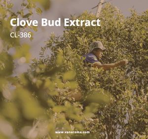 Oleorésine de clou de girofle sauvage de qualité supérieure, de qualité alimentaire, en vrac, extrait d'herbes, conditionnée en fût, en promotion pour exportateurs - Product Image 2