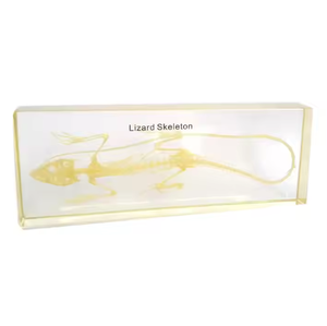 Espécimen de roca acrílica de Gelsonlab, espécimen biológico incrustado, 2017 - Product Image 3